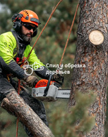 Удаление пней в Балашихе